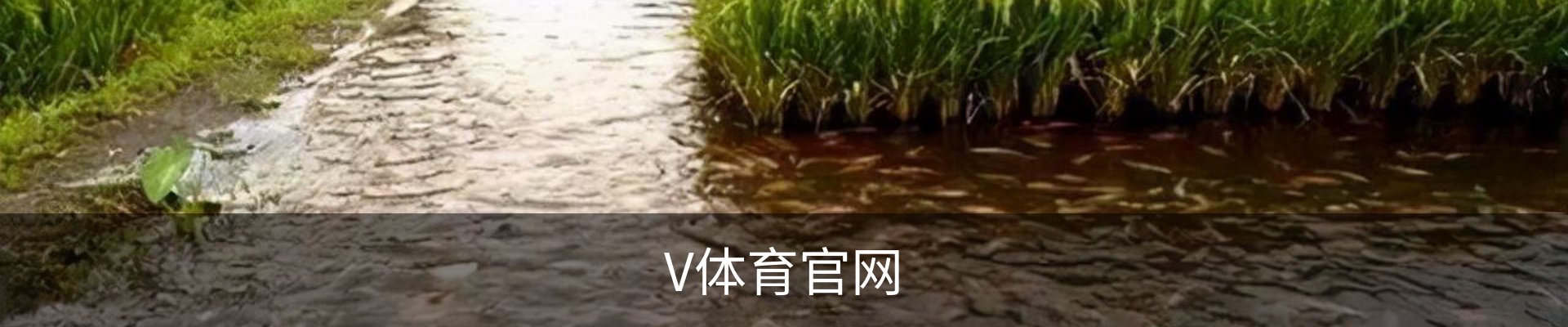 V体育 (VSport)官网-专业体育赛事直播与资讯平台